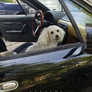 Meet your Posher, Dan